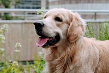 golden-retriever