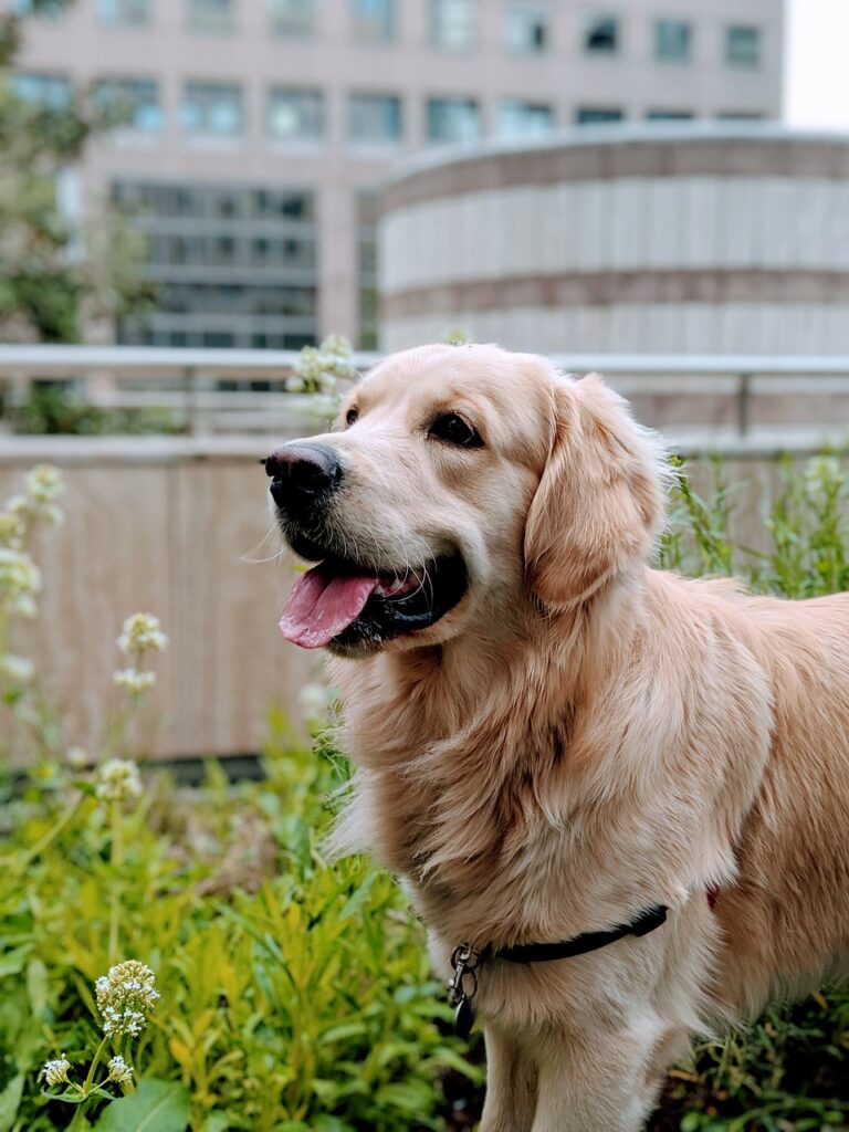 golden-retriever