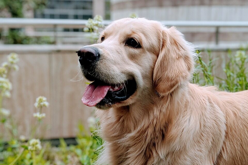 golden-retriever